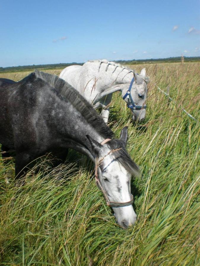 فندق Sassi Talu Horsefarm بارنوما المظهر الخارجي الصورة